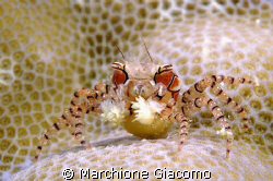 Boxer crab in Bunaken
Nikon D100, 105 macro mikon, two s... by Marchione Giacomo 
